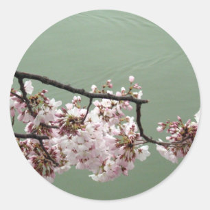 Sticker Rond Cherry Blossom Washington DC