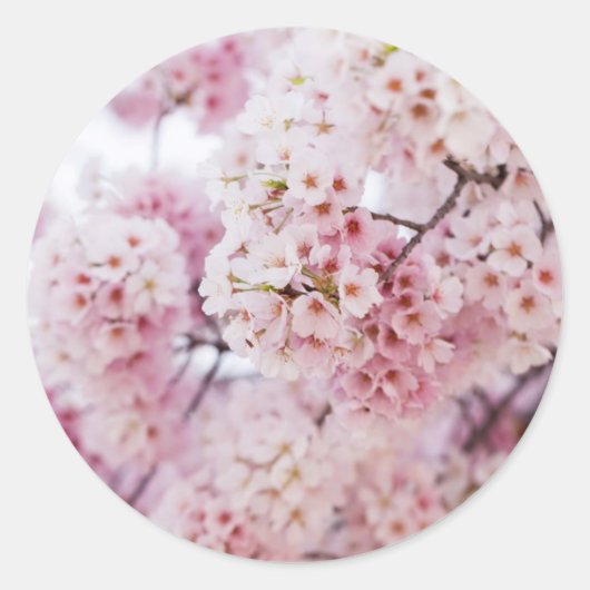 Sticker Rond Cherry Blossoms (Devant)