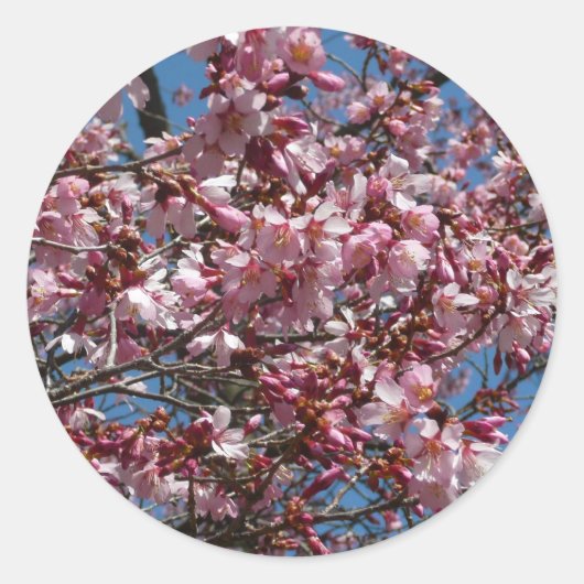 Sticker Rond Cherry Blossoms et Blue Sky Spring Floral (Devant)