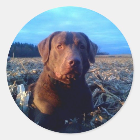 Sticker Rond Chessie (Devant)