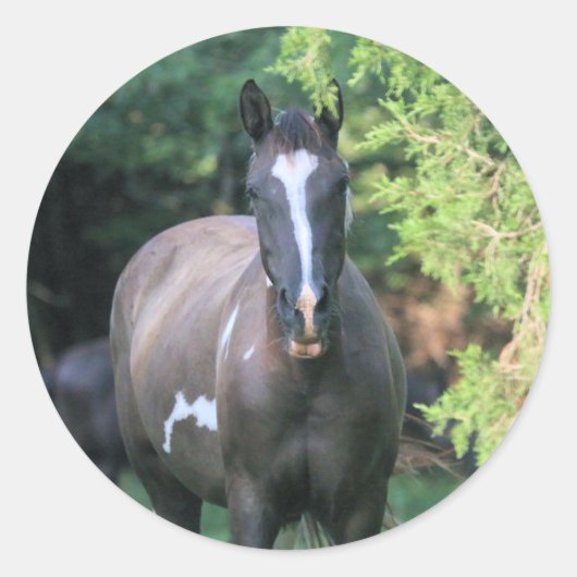 Sticker Rond Cheval (Devant)