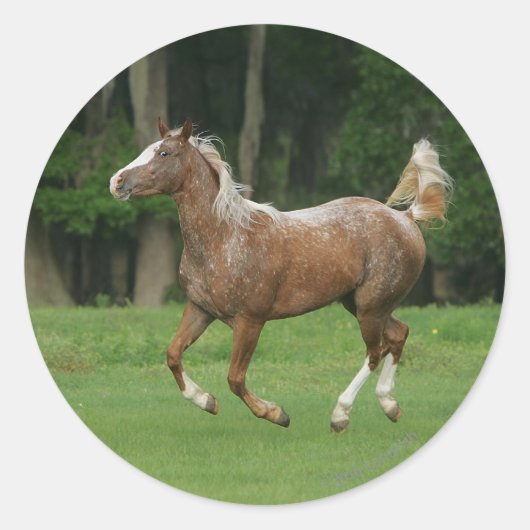 Sticker Rond Cheval Appaloosa en course (Devant)