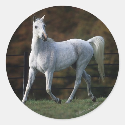 Sticker Rond Cheval arabe 1 (Devant)