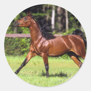 Sticker Rond Cheval arabe courant 2
