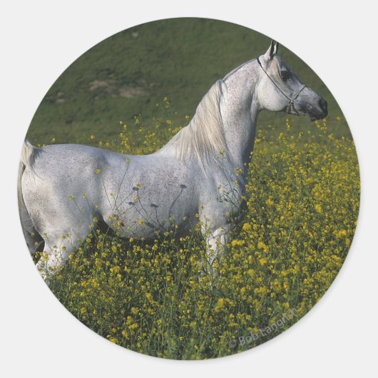 Sticker Rond Cheval arabe debout en fleurs (Devant)