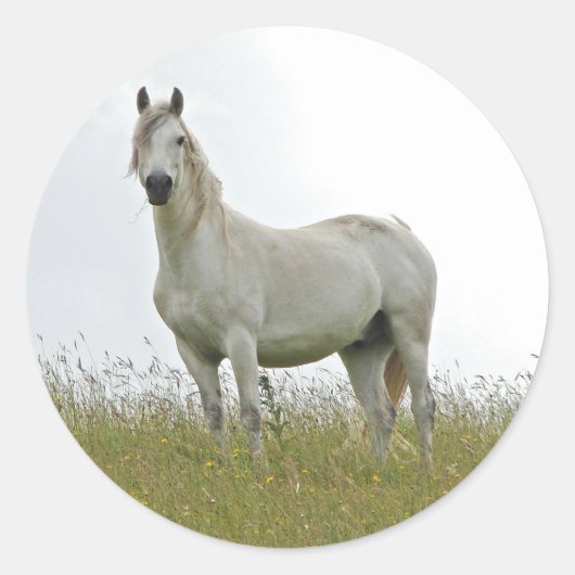 Sticker Rond Cheval blanc (Devant)
