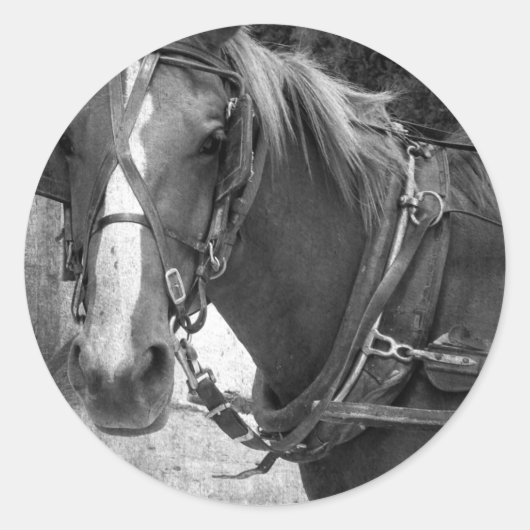 Sticker Rond Cheval Buggy à la poste Hitching (Devant)