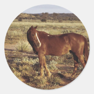 Sticker Rond Cheval dans le pâturage