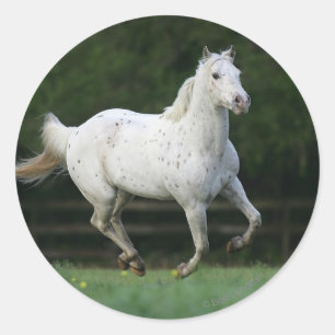 Sticker Rond Cheval d'Appaloosa courant 1