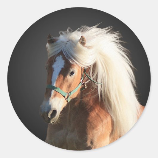 Sticker Rond Cheval de Haflinger (Devant)