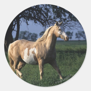 Sticker Rond Cheval de peinture debout 2