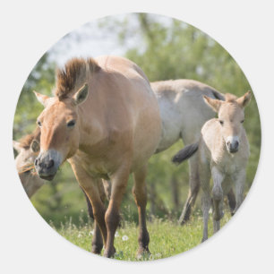 Sticker Rond Cheval de Przewalski et poulain marchant