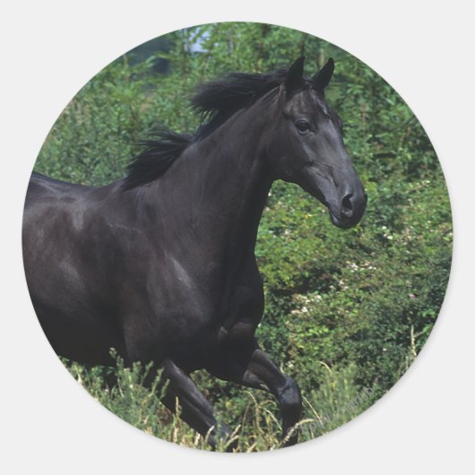 Sticker Rond Cheval de race Thoroughbred coule dans l'herbe (Devant)