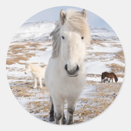 Sticker Rond Cheval islandais blanc, Islande (Devant)