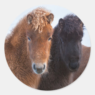 Sticker Rond Cheval islandais en hiver en Islande
