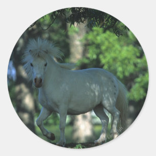 Sticker Rond Cheval miniature se tenant dans les arbres