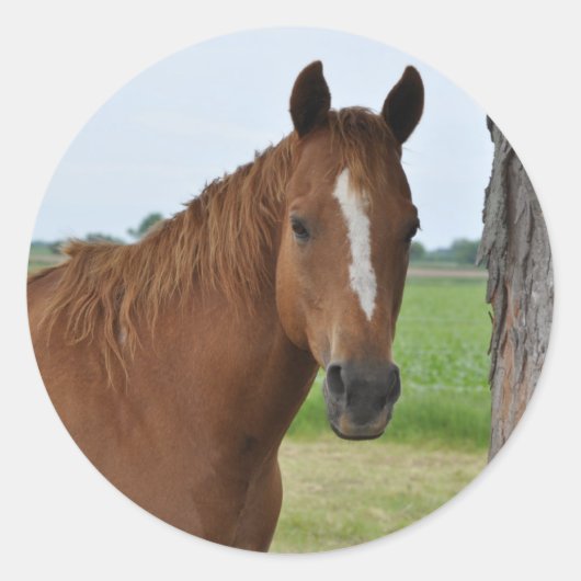 Sticker Rond Cheval près de l'arbre (Devant)