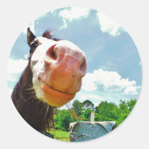 Sticker Rond Cheval souriant