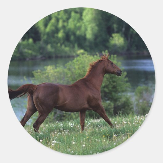 Sticker Rond Cheval Thoroughbred debout en fleurs (Devant)