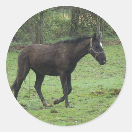 Sticker Rond Chevaux! (Devant)