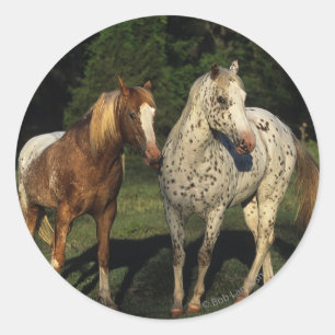 Sticker Rond Chevaux Appaloosa