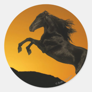 Sticker Rond Chevaux d'Imaginaire : Coucher de soleil de montag