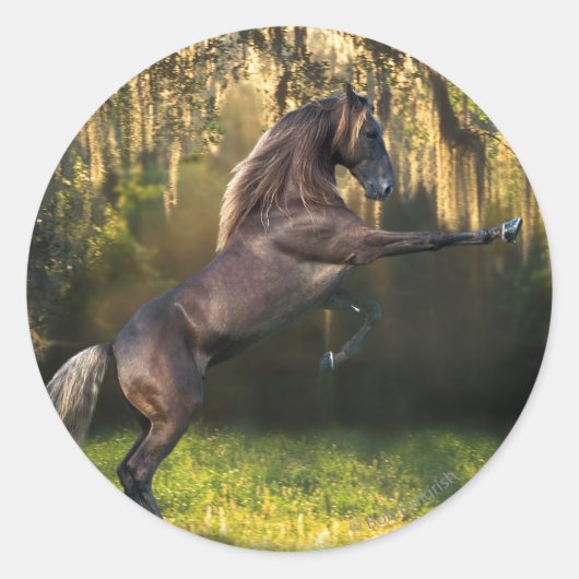 Sticker Rond Chevaux d'Imaginaire : Prince Guerrier (Devant)