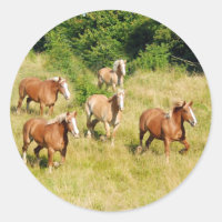 Chevaux en pelage