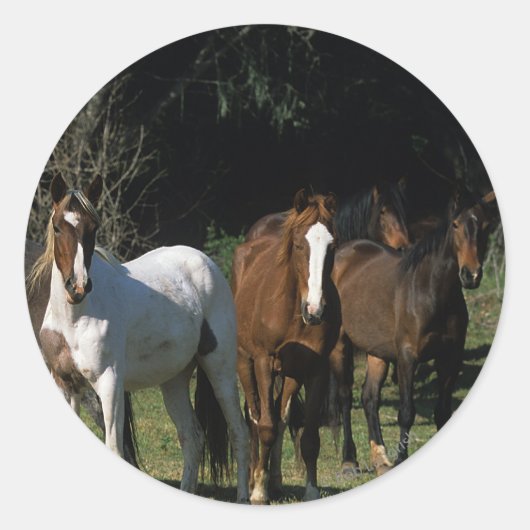Sticker Rond Chevaux Mustang Sauvages 1 (Devant)