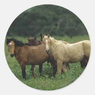 Sticker Rond Chevaux Mustang Sauvages 4