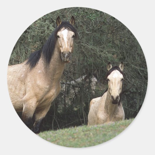 Sticker Rond Chevaux Mustang Sauvages 6 (Devant)
