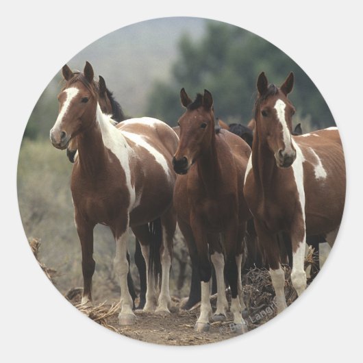 Sticker Rond Chevaux Mustang Sauvages 7 (Devant)