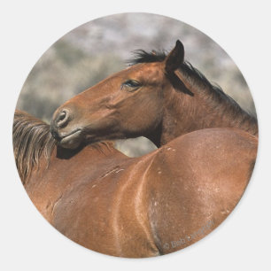 Sticker Rond Chevaux Mustang Sauvages Touchant