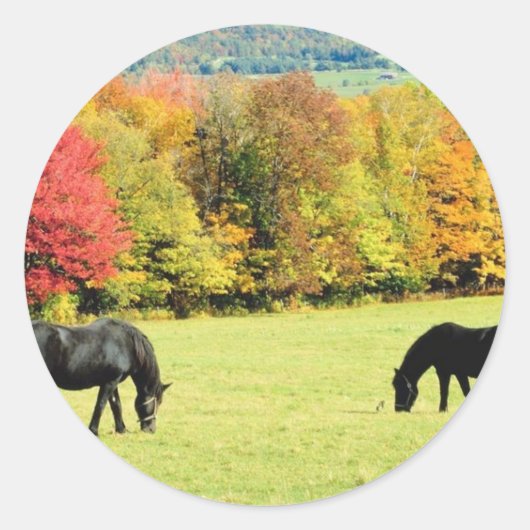 Sticker Rond Chevaux noirs en automne (Devant)