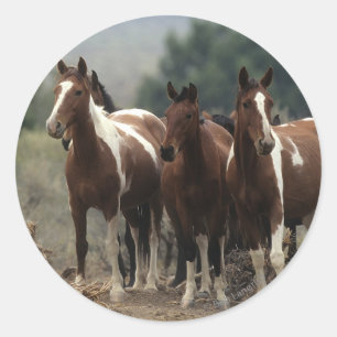 Sticker Rond Chevaux sauvages 7 de mustang