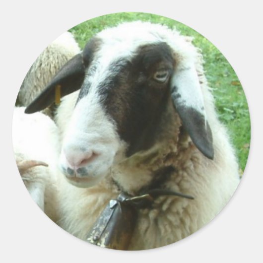 Sticker Rond Chèvre (Devant)