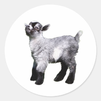 Sticker Rond chèvre de bébé côté gauche
