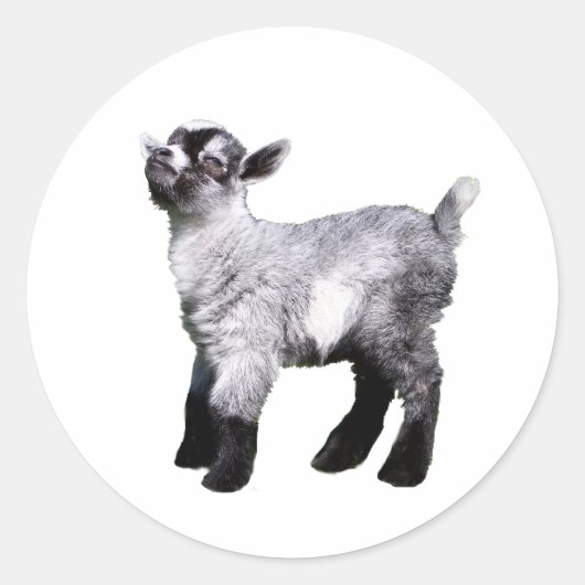 Sticker Rond chèvre de bébé côté gauche (Devant)