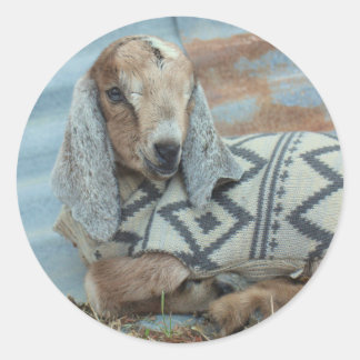 Sticker Rond Chèvre de bébé dans les chevalets de pull