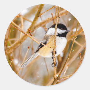 Sticker Rond Chickadee au plafond noir - Photo originale