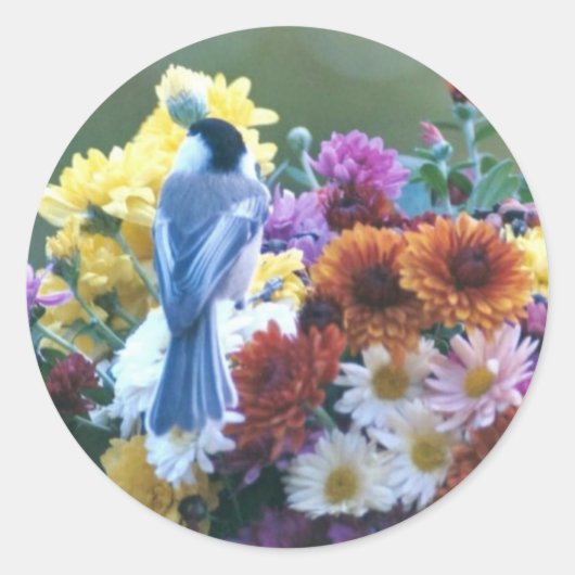 STICKER ROND CHICKADEE SUR MUMS (Devant)