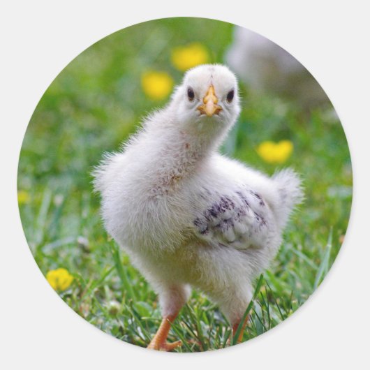 Sticker Rond Chicken Baby Chick Photo (Devant)