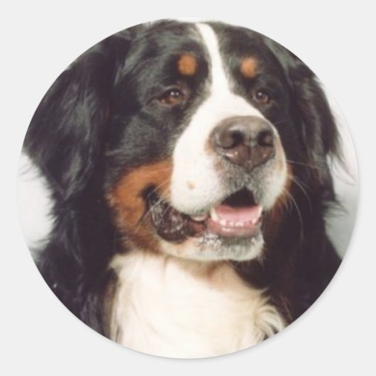 Sticker Rond Chien (Devant)