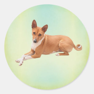 Sticker Rond Chien Basenji élégant 