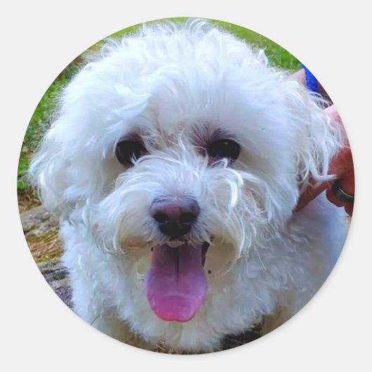 Sticker Rond Chien blanc (Devant)