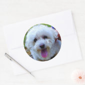 Sticker Rond Chien blanc (Enveloppe)