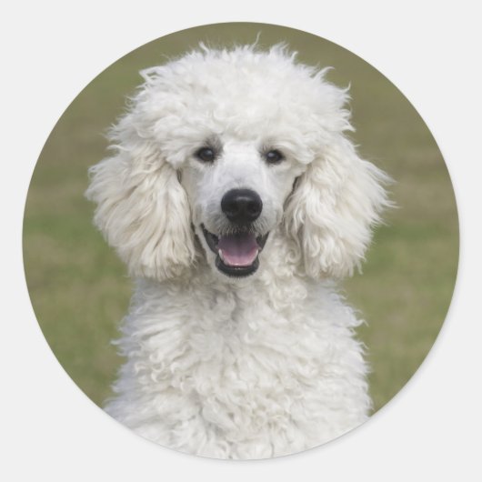 Sticker Rond Chien chicot standard blanc (Devant)