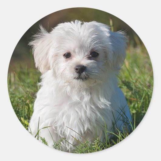 Sticker Rond Chien chiot maltais blanc mou (Devant)