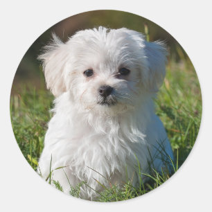 Sticker Rond Chien chiot maltais blanc mou