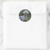 Sticker Rond Chien chiot Weimaraner (Sac)